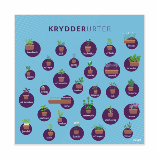 Krydderurter