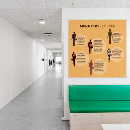 Læringsplade i træfiner med Menneskekroppen i klasselokale