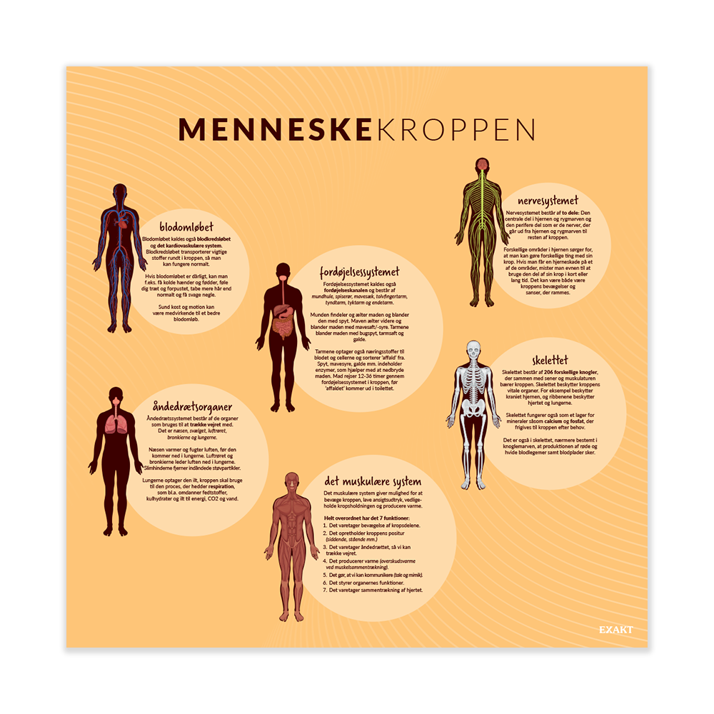 Menneskekroppen